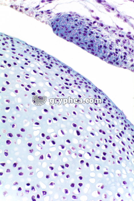 Cartilage articulation x100 - gryphea.com